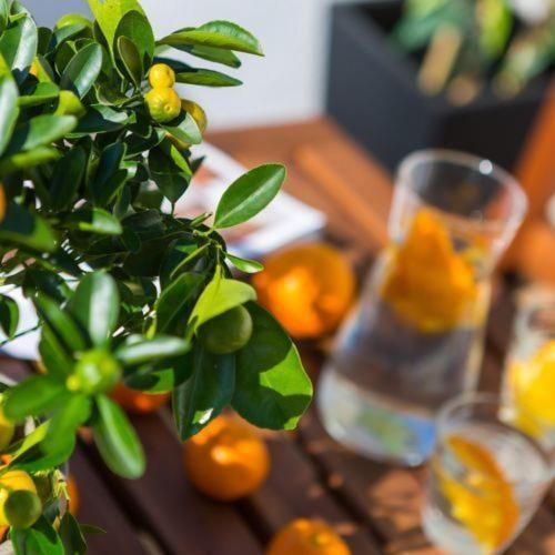 Dream Istria Holiday Porec Bagian luar foto